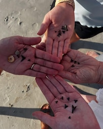 We found all of these teeth!!