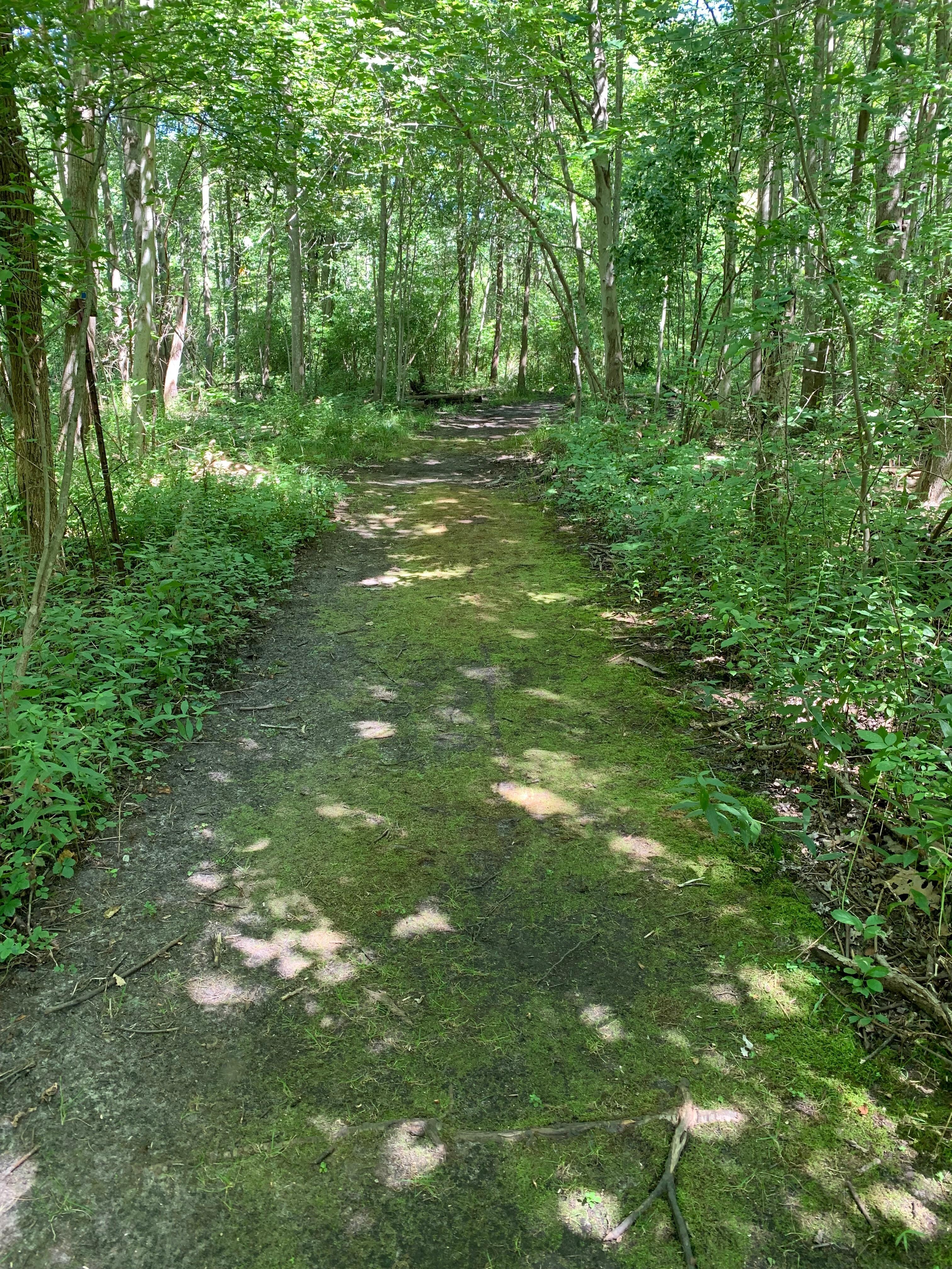 Nature trail through Warren dunes state park