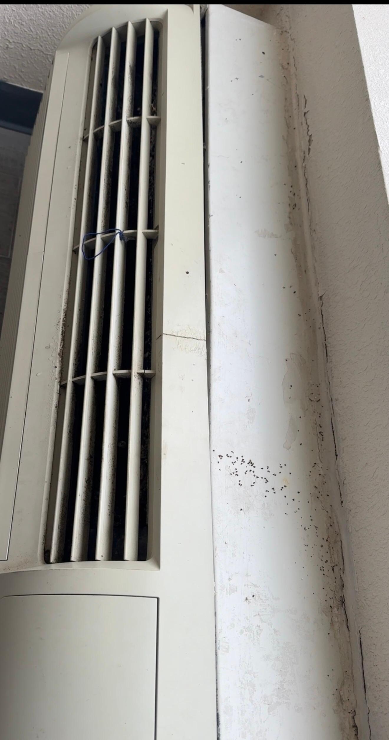 Bugs on the AC area in the hallways outside of our room