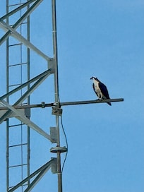 Interesting large bird