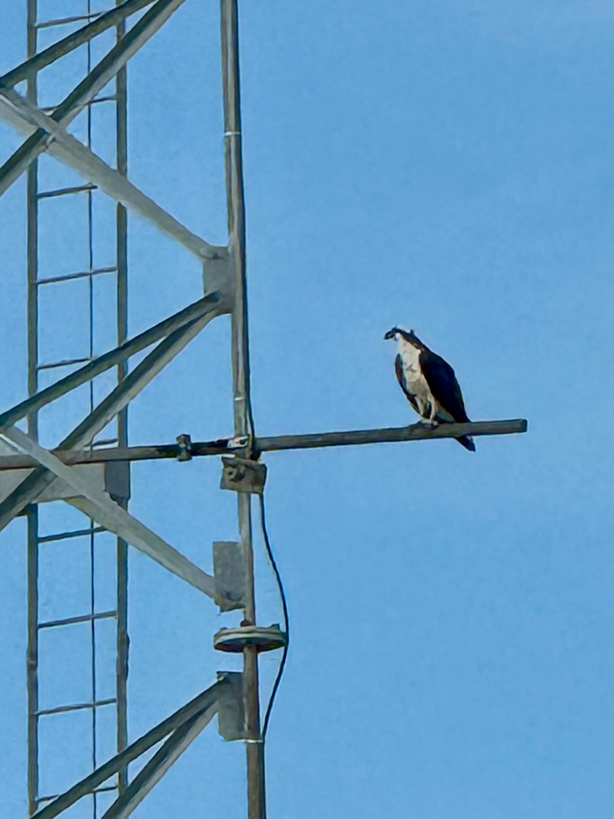 Interesting large bird