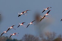 Ausflug ins Po-Delta