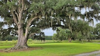 View from the front porch of the big house. Ms. Great Blue's fishing spot is just left of this.