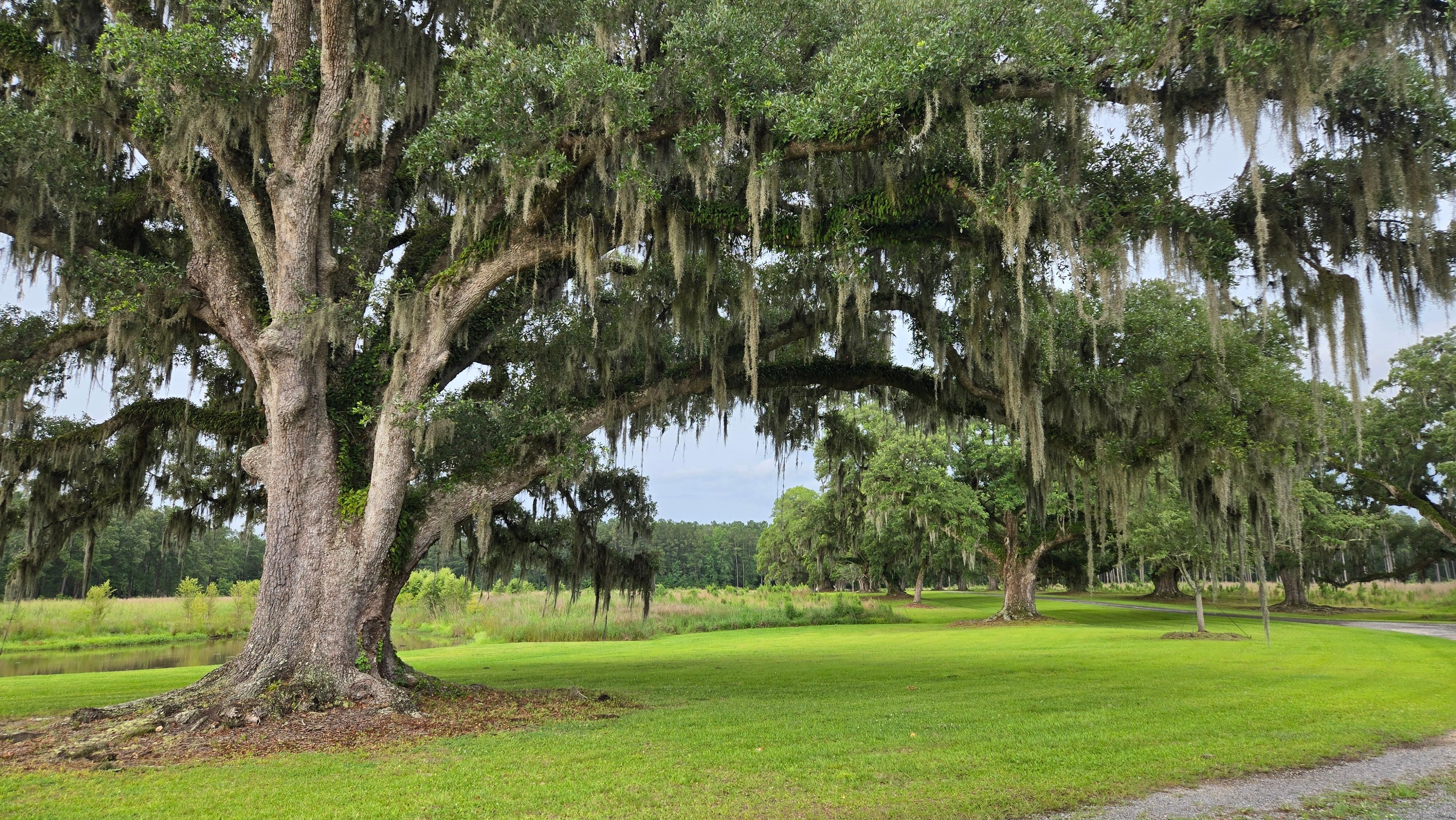 View from the front porch of the big house. Ms. Great Blue's fishing spot is just left of this.