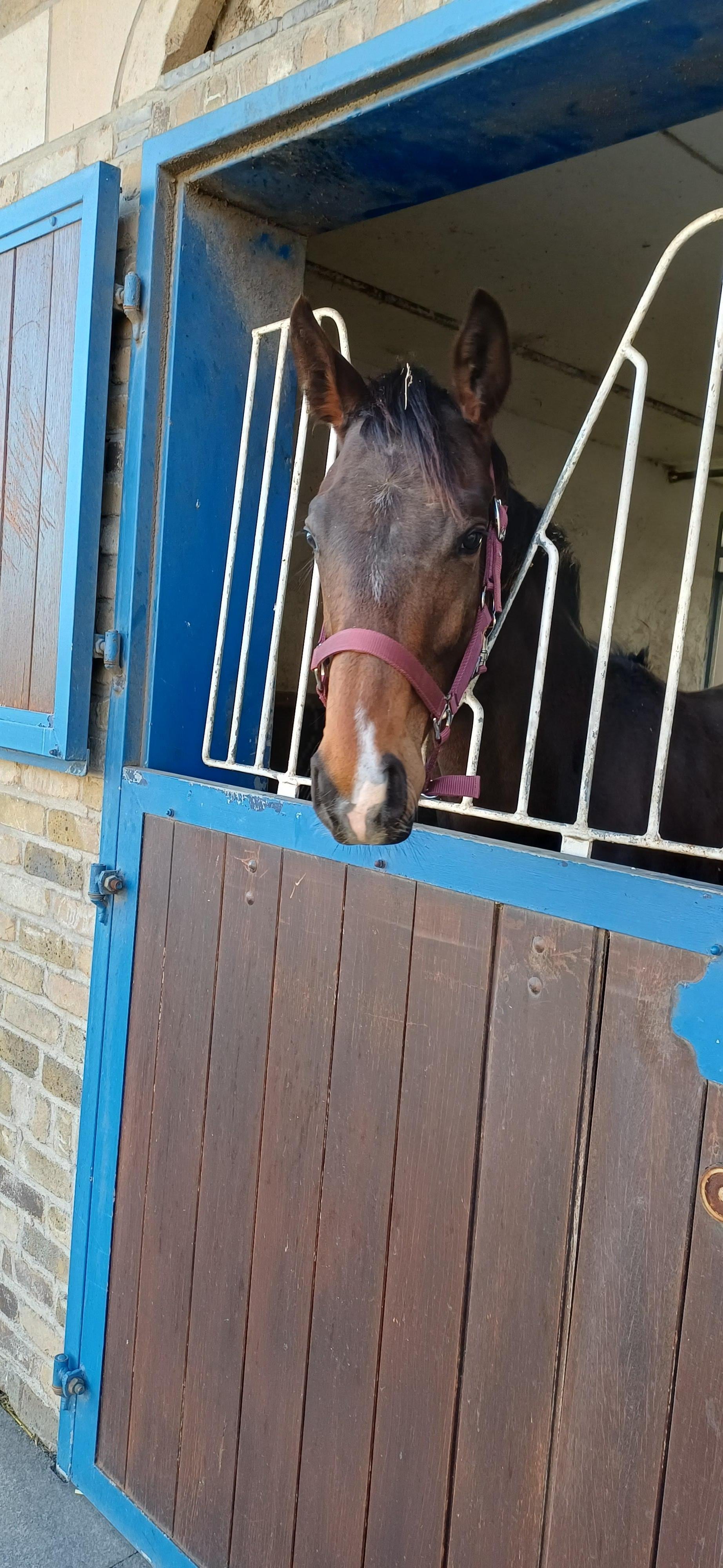 Race horses also there.