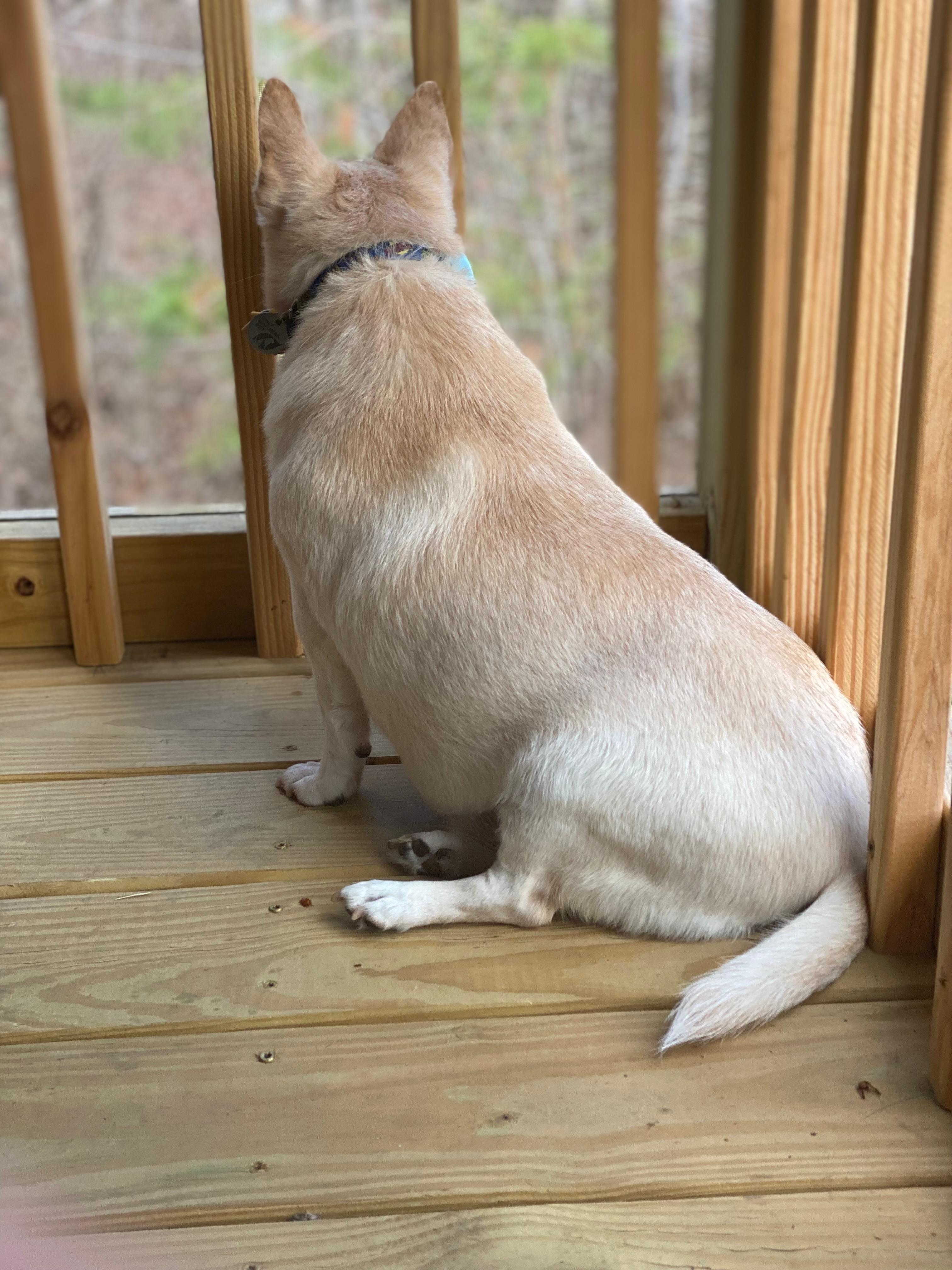 A very happy little dog.