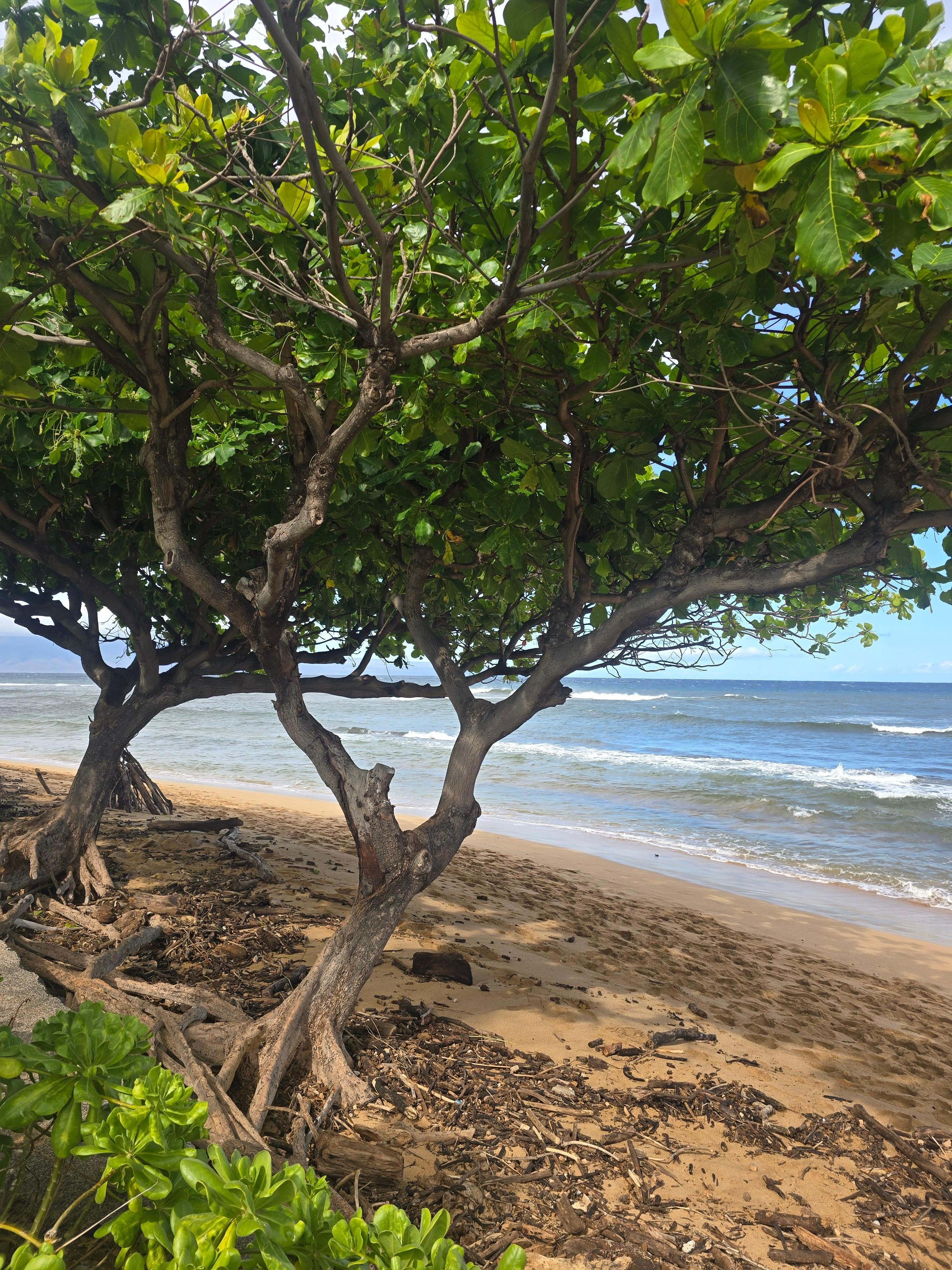 The beach in front of the resort