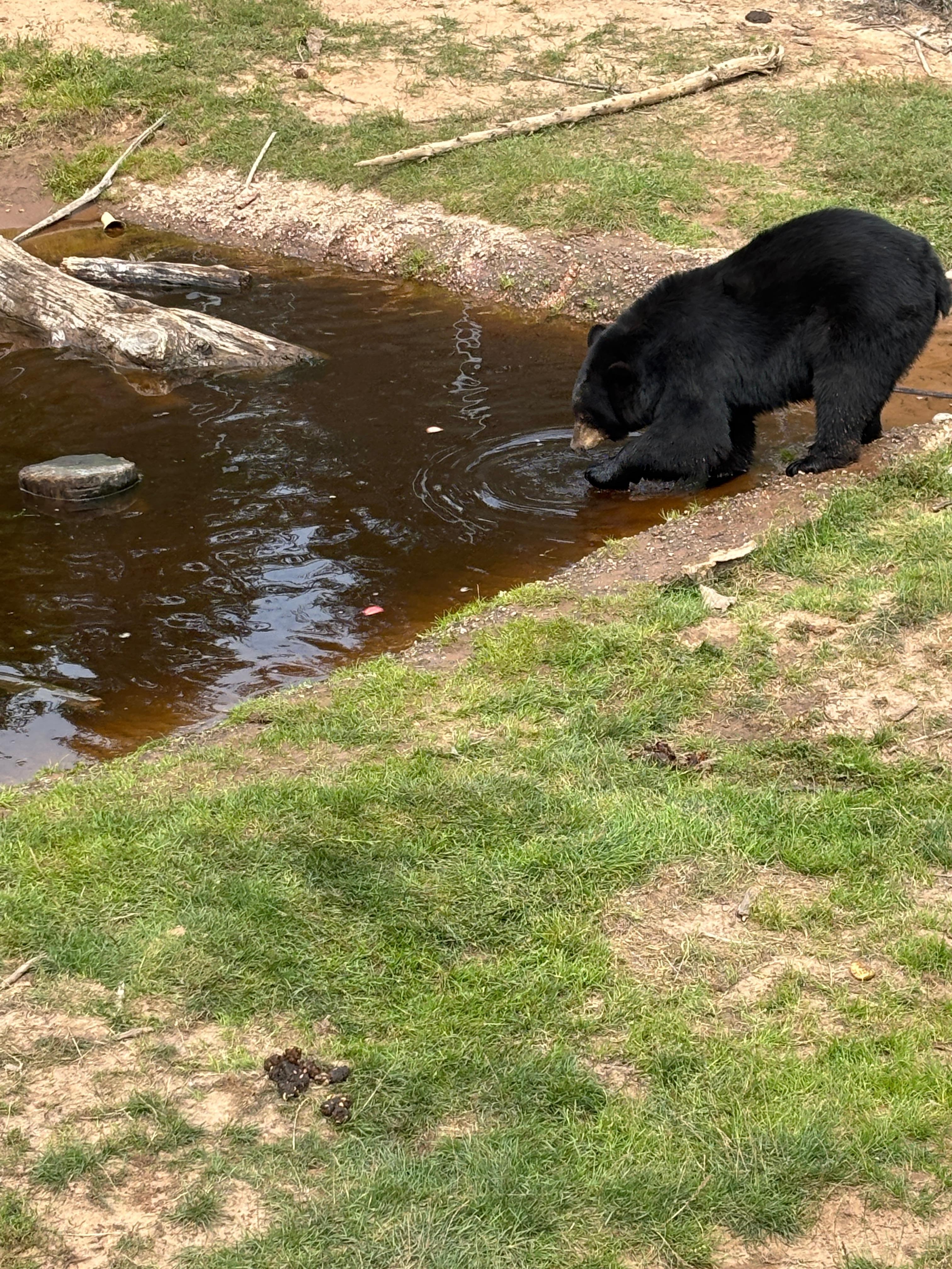 Oswald’s Bear Ranch