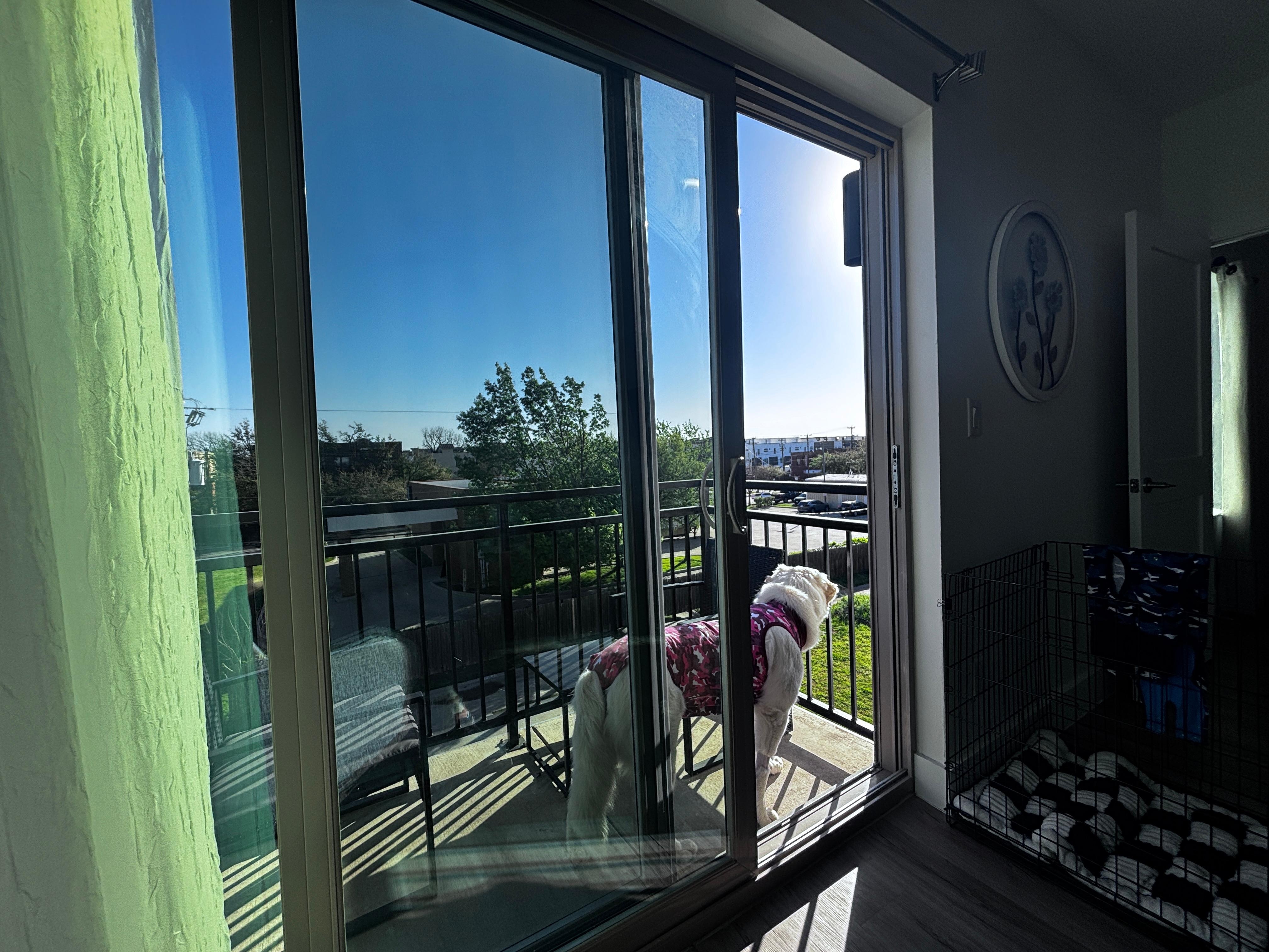 Dogs with permission and with kennel