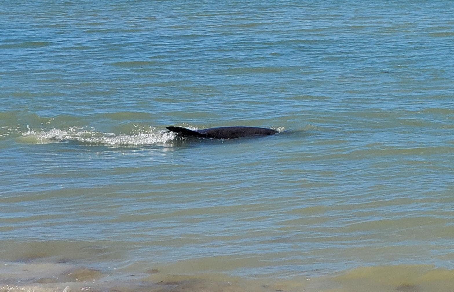 Porpoise with a purpose