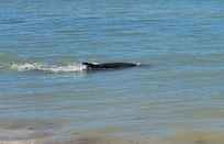 Porpoise with a purpose