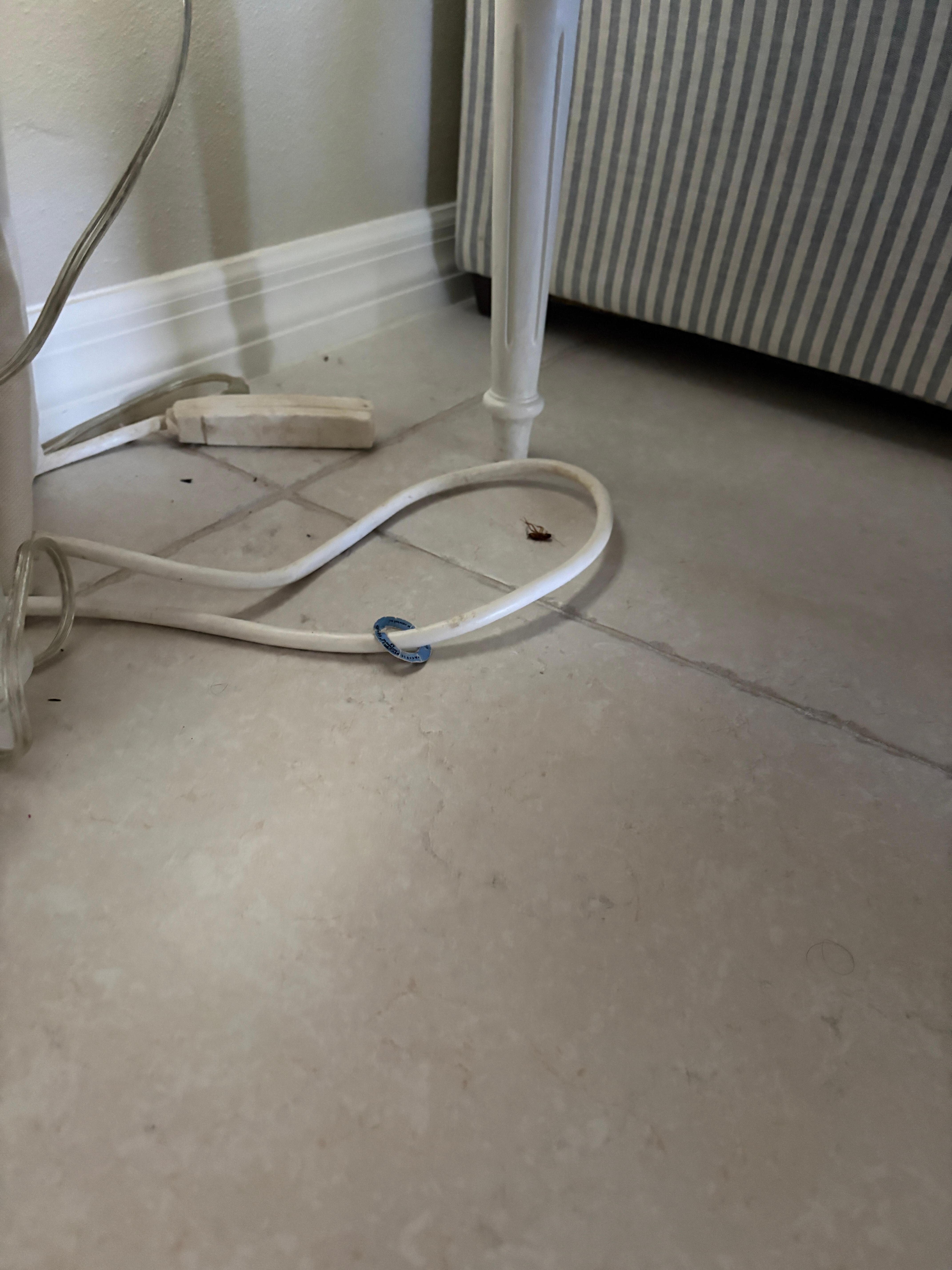 Cockroach in living room. Live one killed on kitchen countertop 