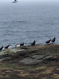 Up and close puffins