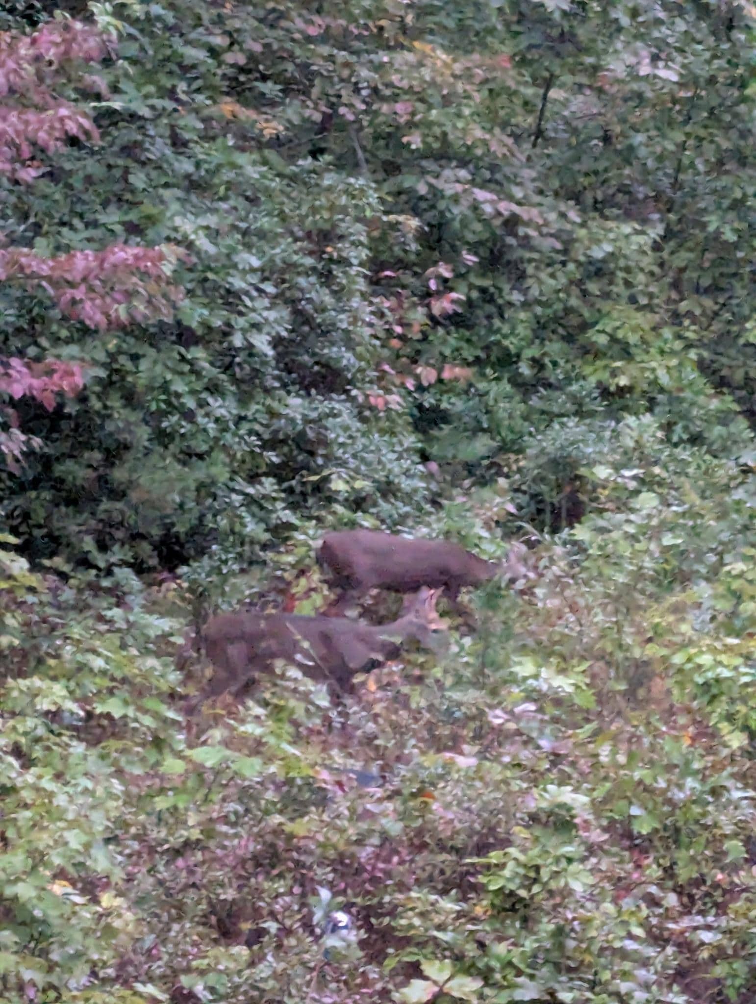 We watch family of 8 deer from the porch early mornings
