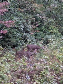 We watch family of 8 deer from the porch early mornings