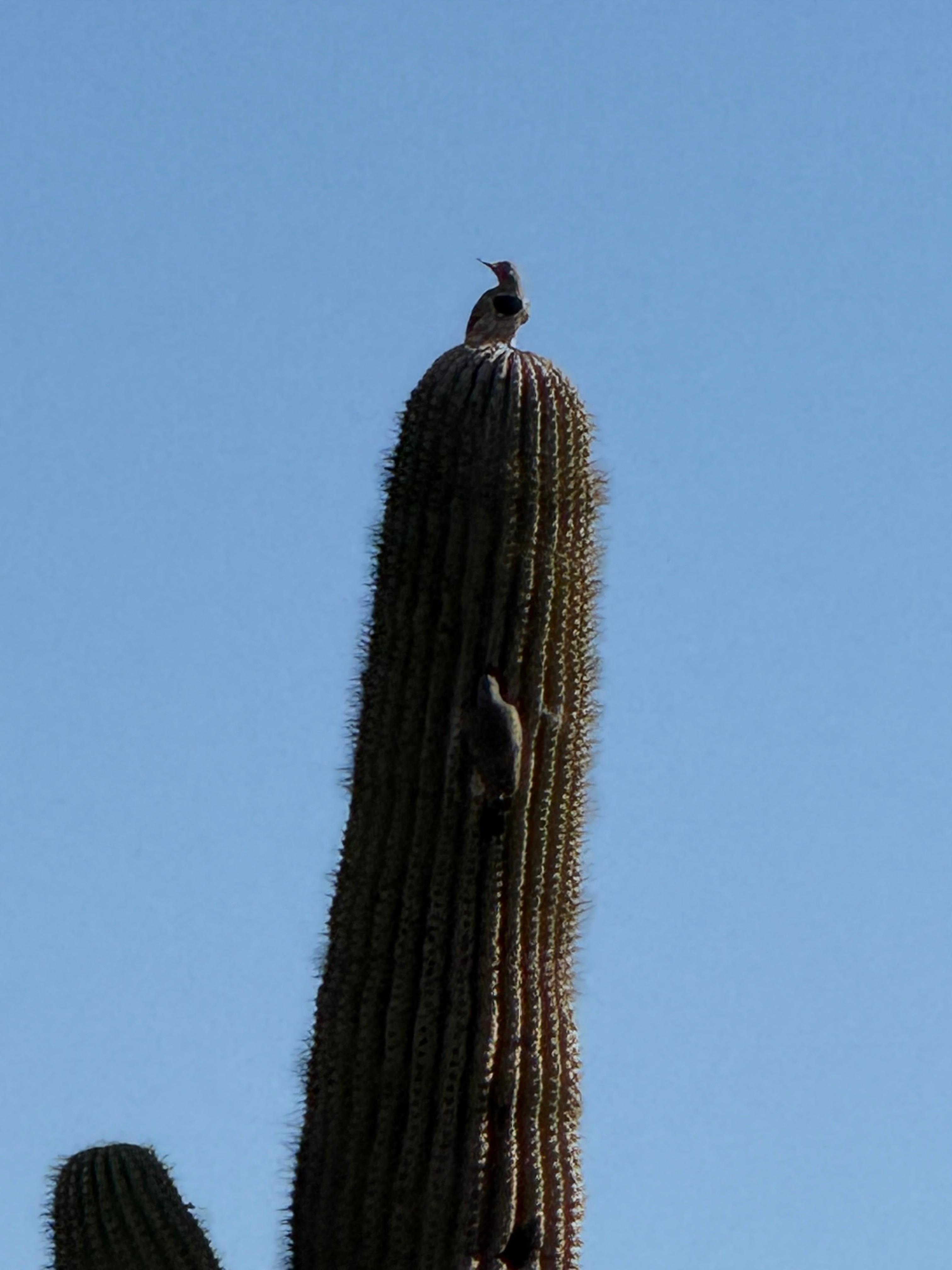 Birds on the saguaro
