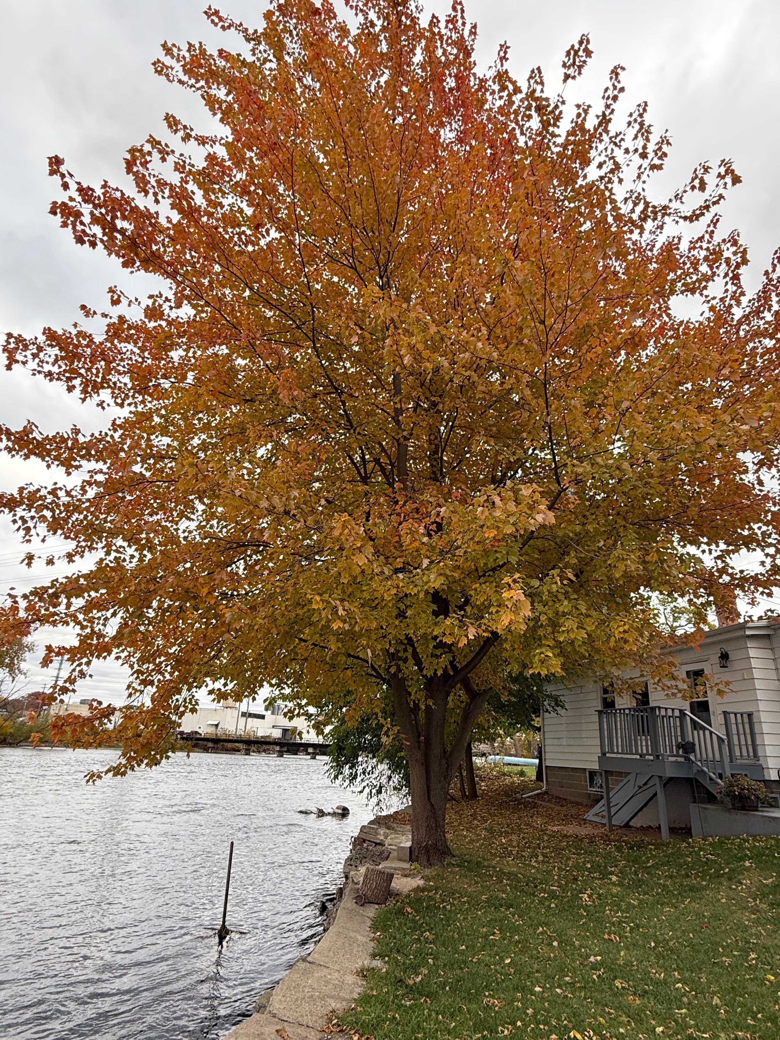 Beautiful tree in the fall