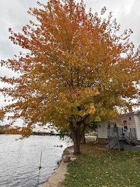Beautiful tree in the fall