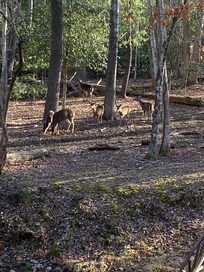 Some of the deer feeding.