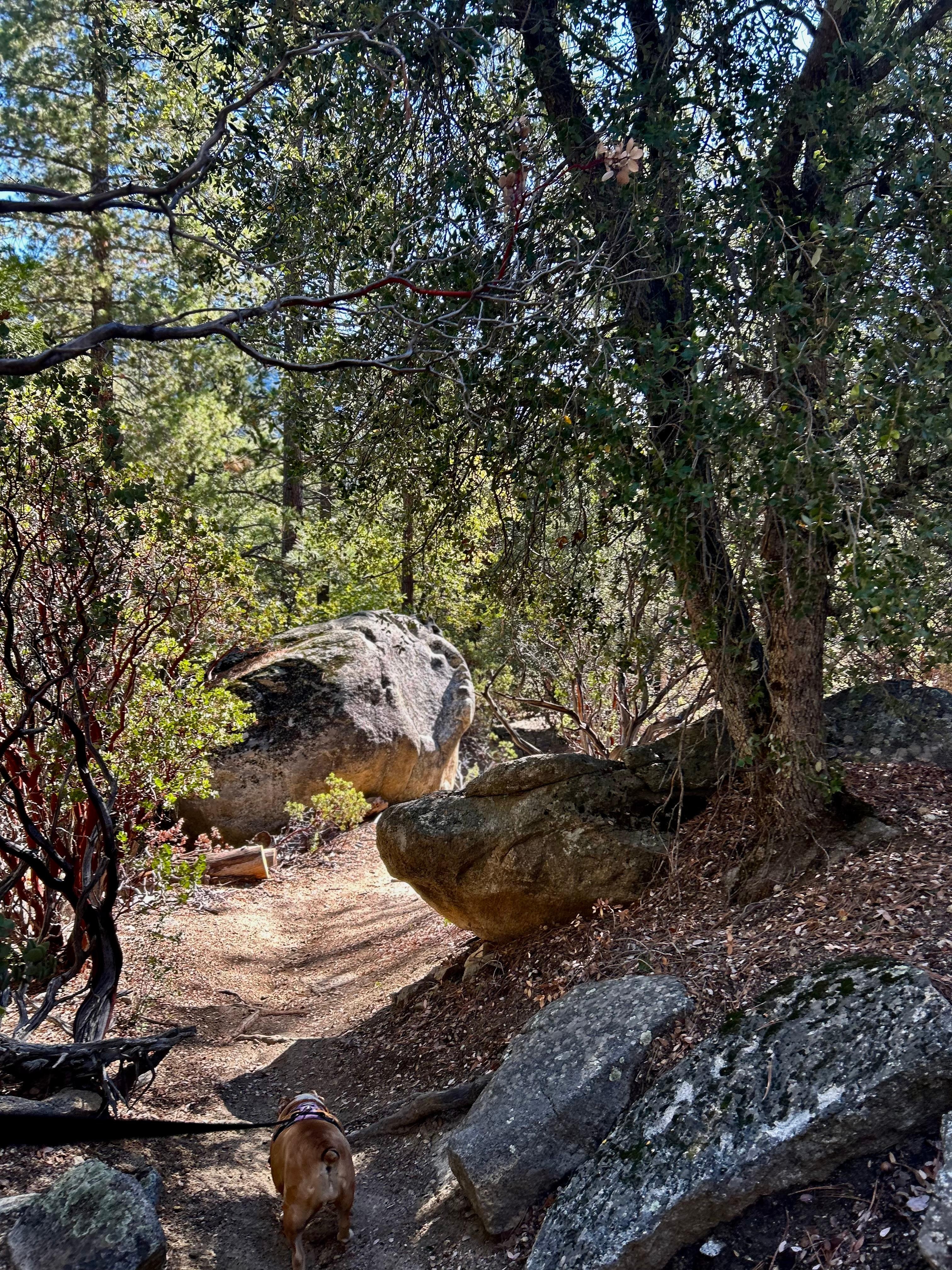 Trail at Nature Center, dog friendly