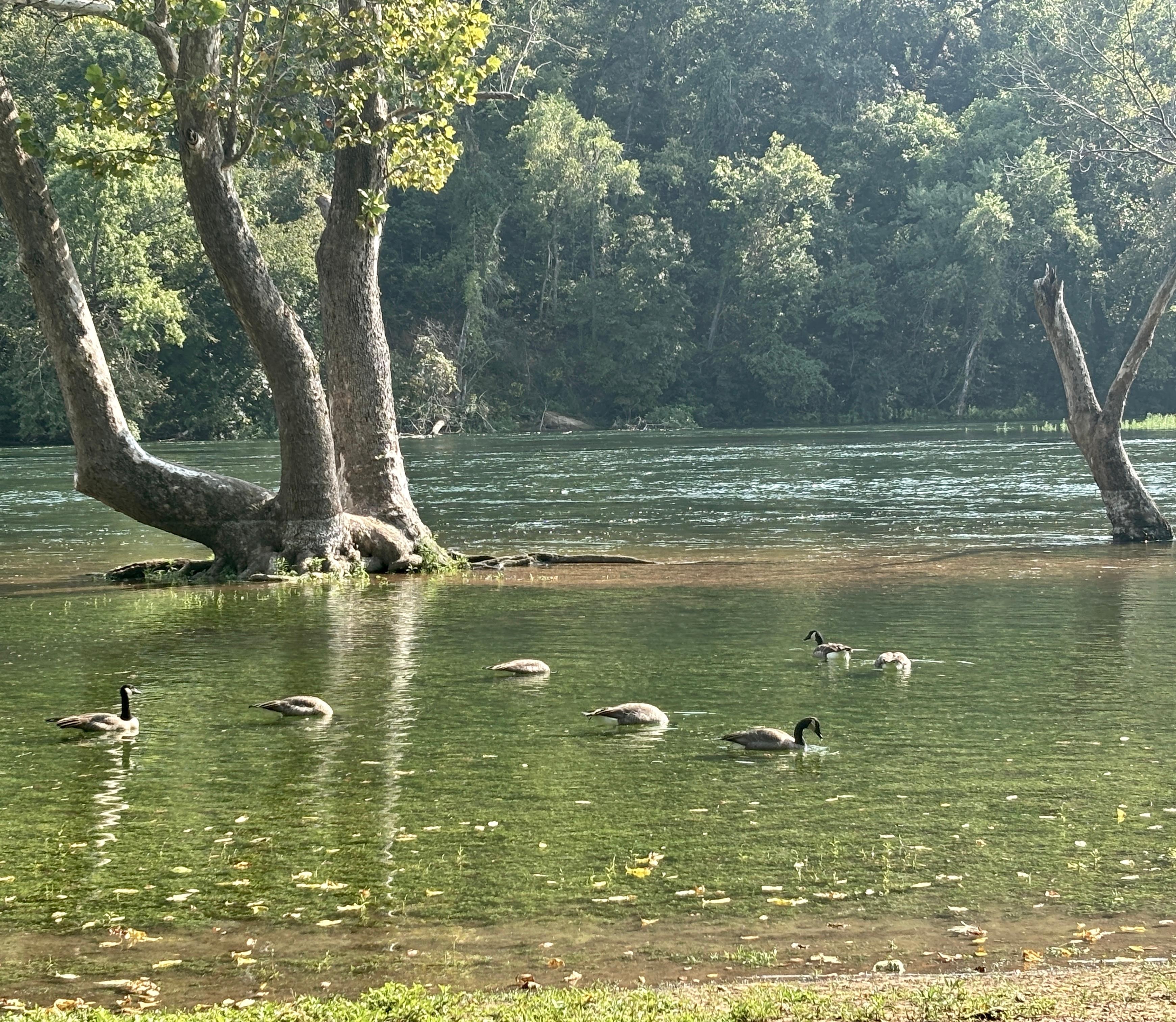 Just up from the condo along the river