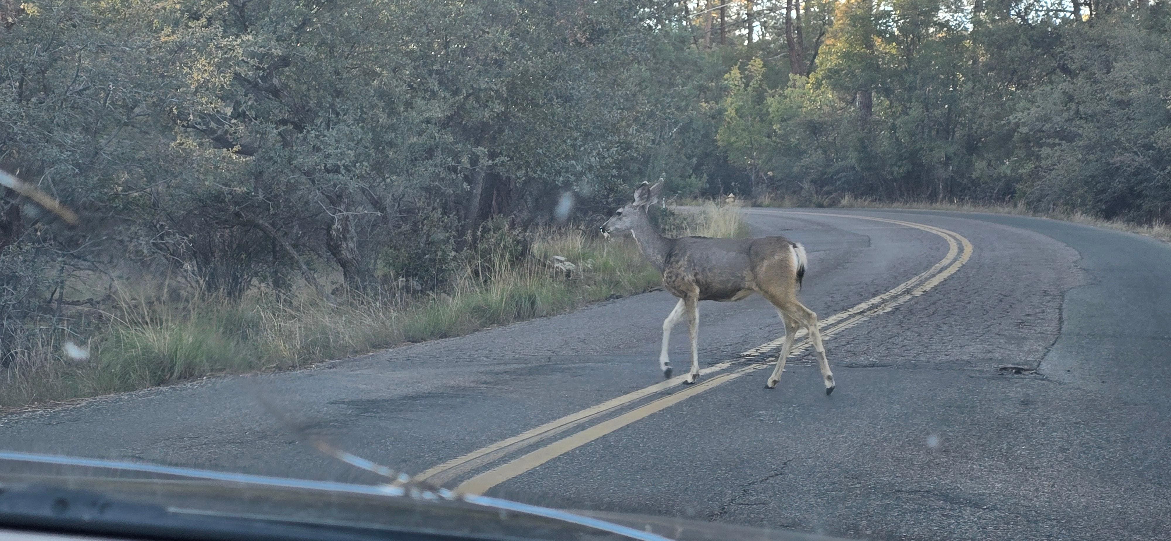 Deer on the road to the cabin