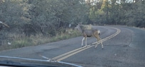 Deer on the road to the cabin