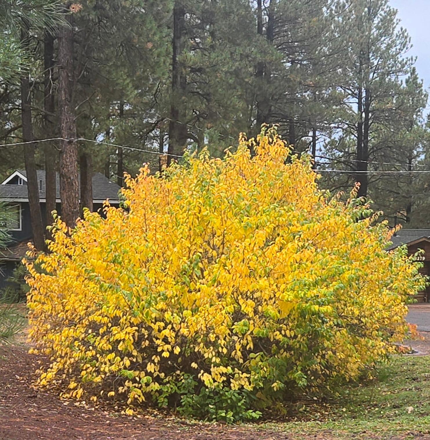 Beautiful trees changing color