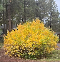 Beautiful trees changing color