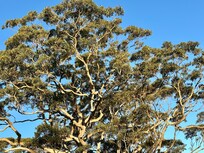 Beautiful tree at the entrance