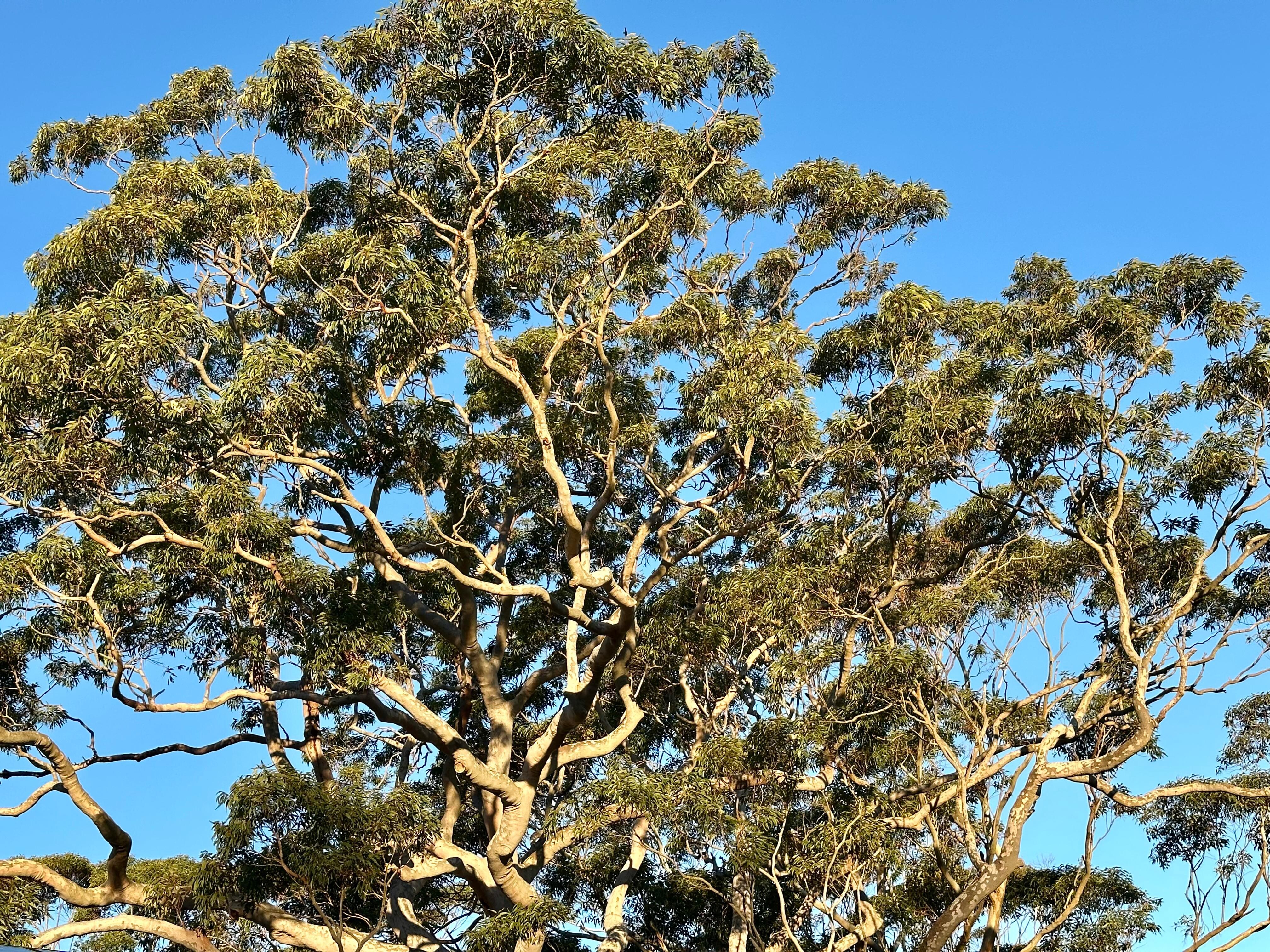 Beautiful tree at the  entrance