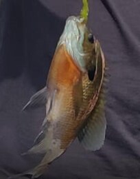 BIG Catch! OK, maybe 6-8 inches long! Big fish that brought big smiles to kids!