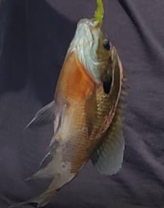 BIG Catch! OK, maybe 6-8 inches long! Big fish that brought big smiles to kids!