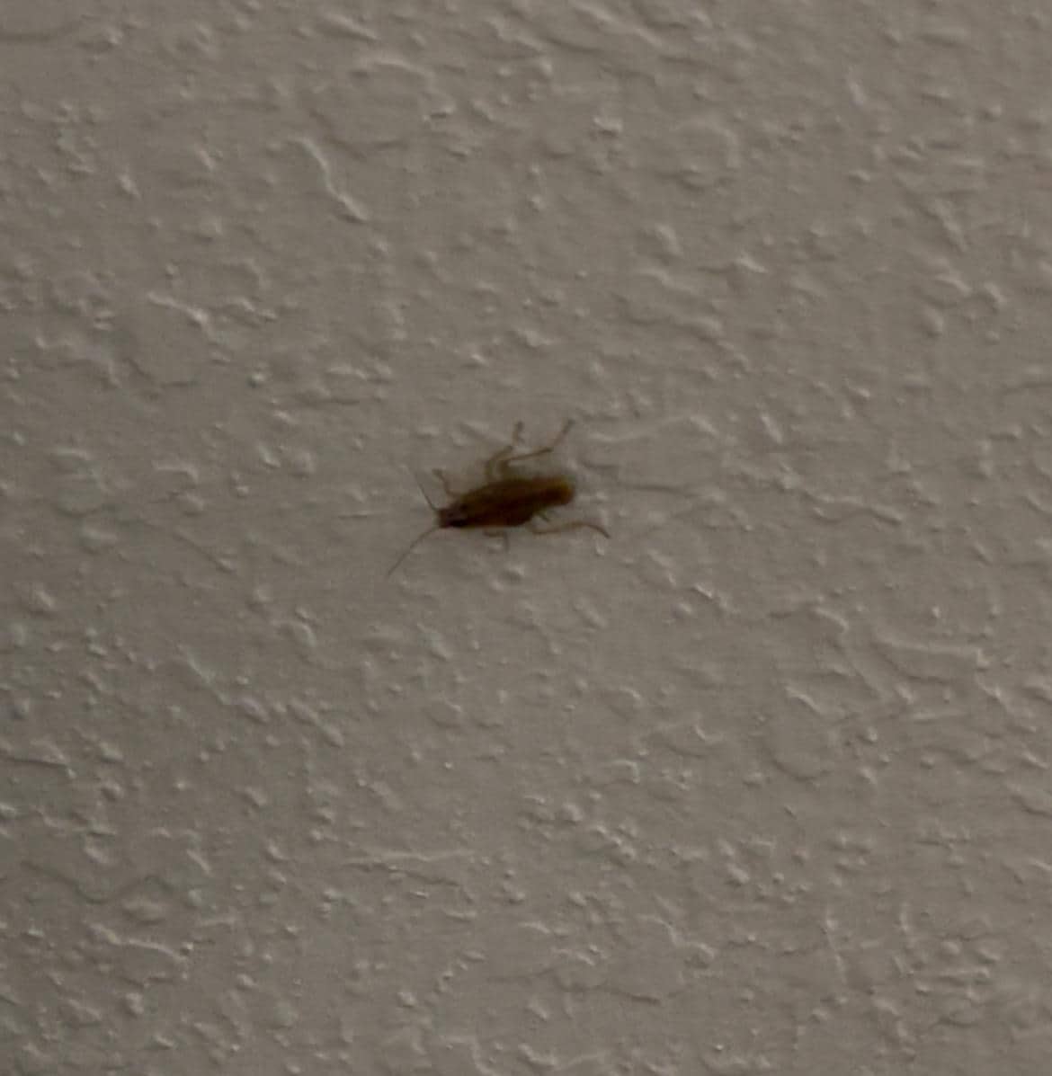 Cockroach will be roaming around the walls. 