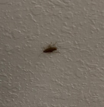 Cockroach will be roaming around the walls.