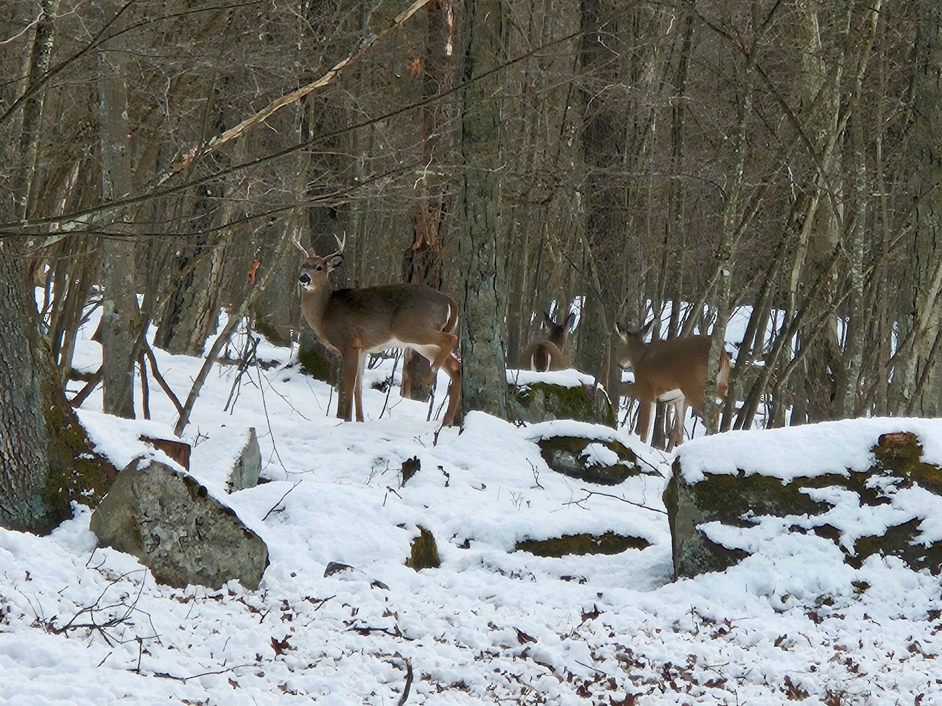 Several deer came to visit us upon check-in. 