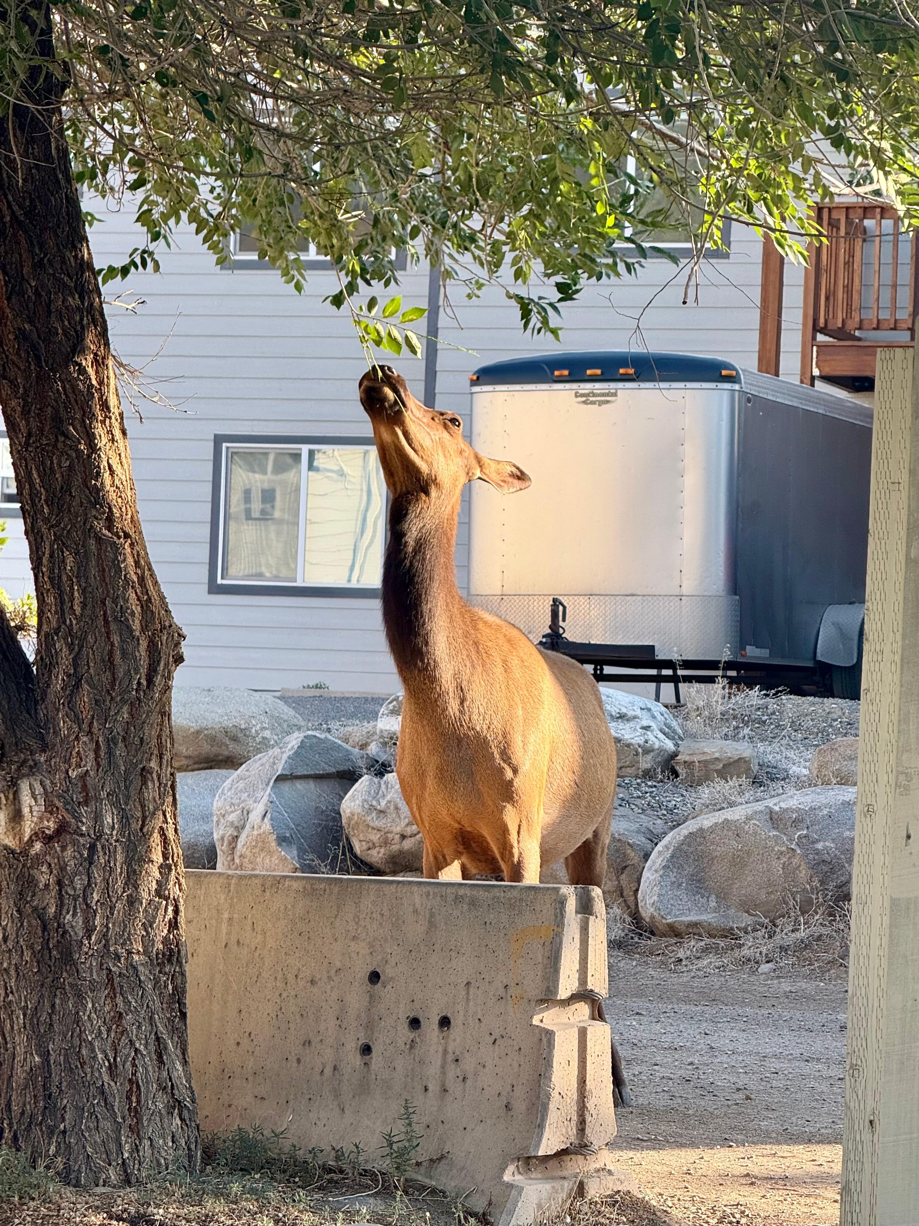 We saw the elk in town twice during our three day stay. They were right next to our vehicle in the parking lot munching on trees. Kids loved it! We did, too!