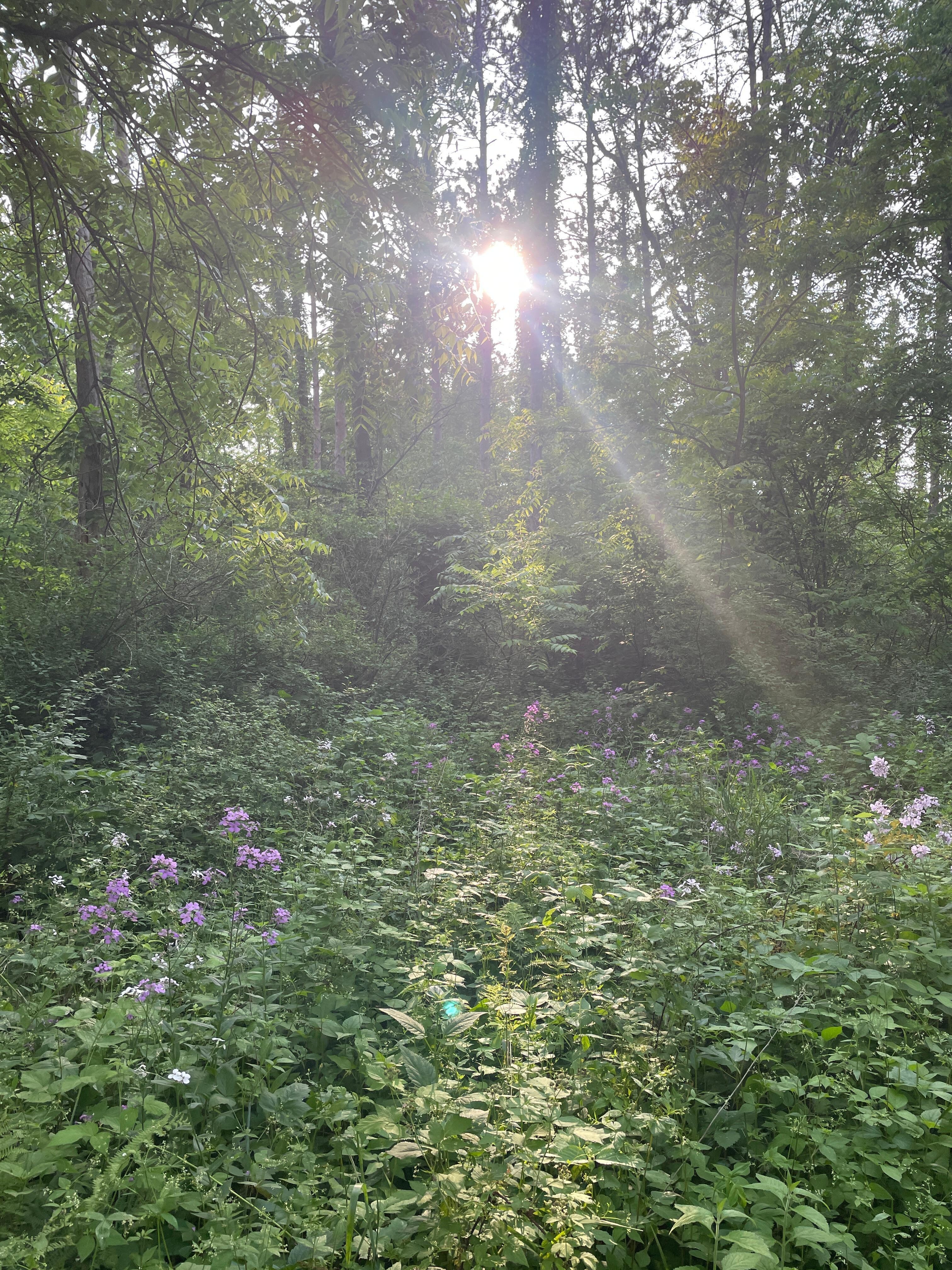 Taking the trail on the property