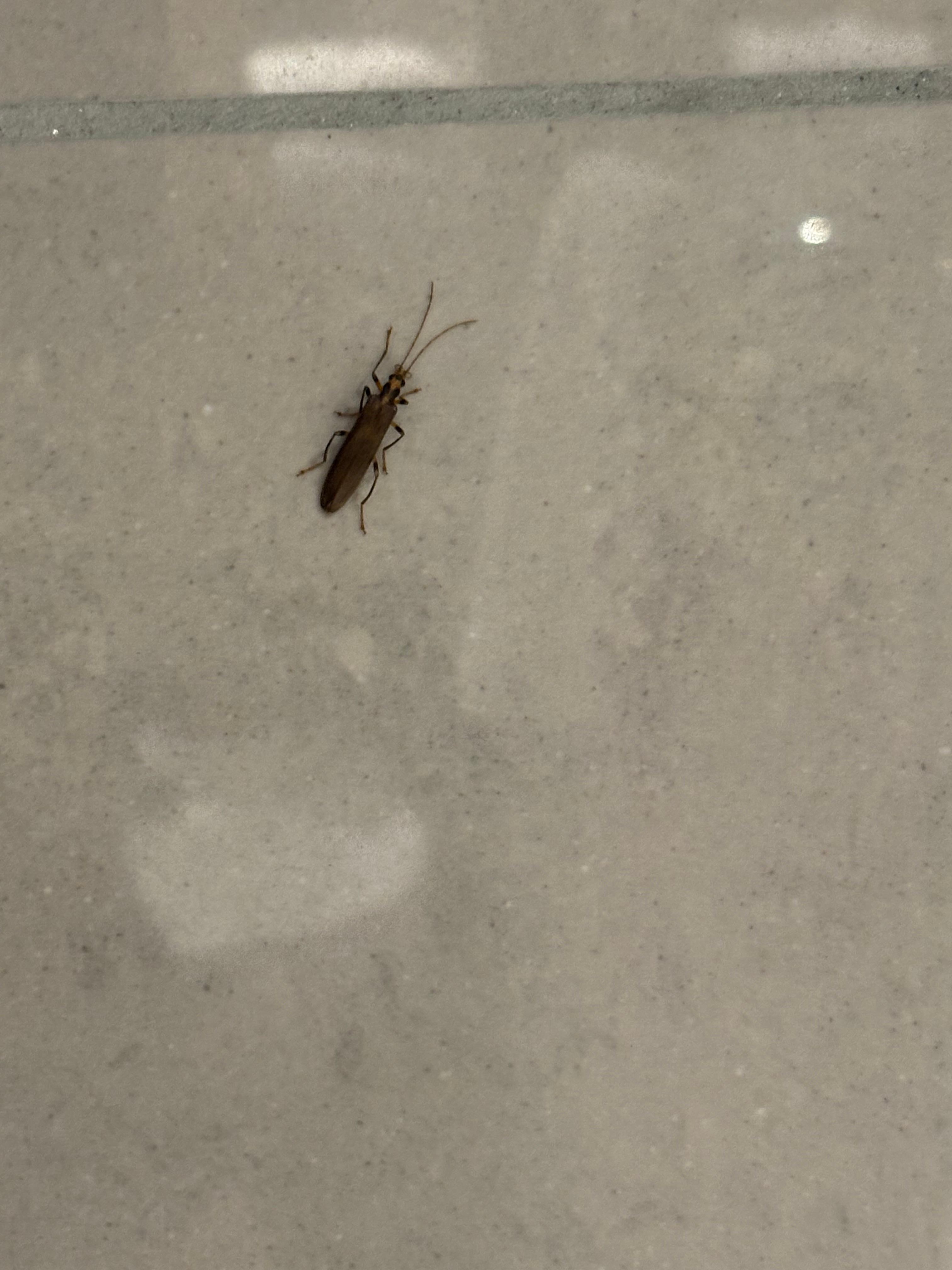 Bug crawling up bathroom wall.