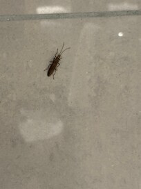 Bug crawling up bathroom wall.