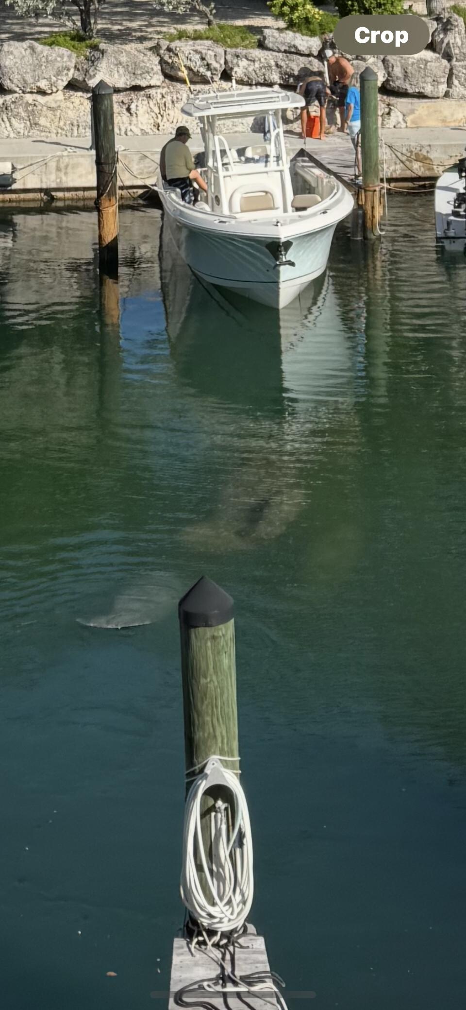Manatee family