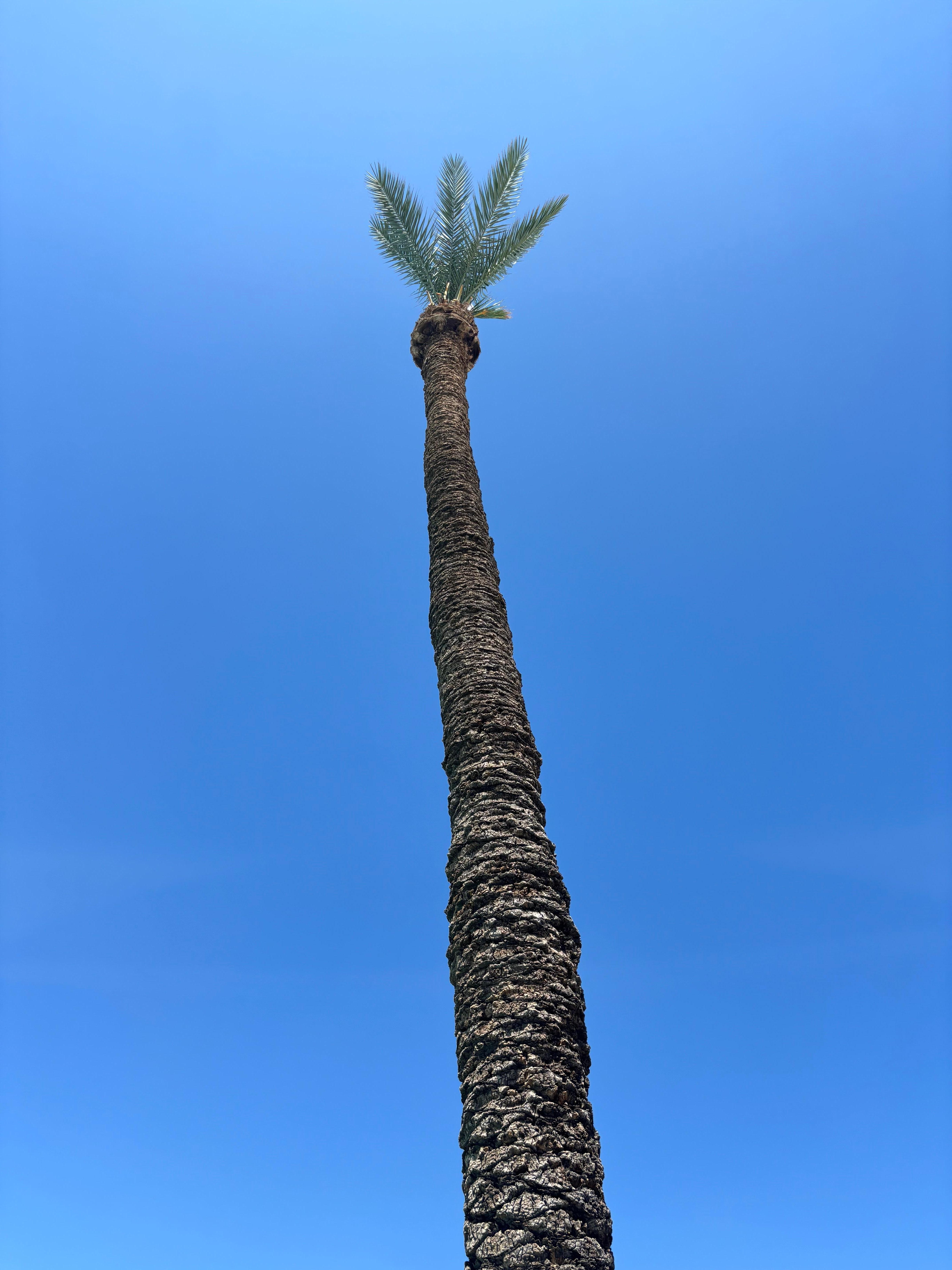 Cute palm trees