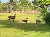Deer in the back yard.