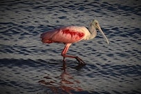 Before the storm, a Roseate Spoonbill was diligent in sweeping the water below our condo, harvesting dinner.