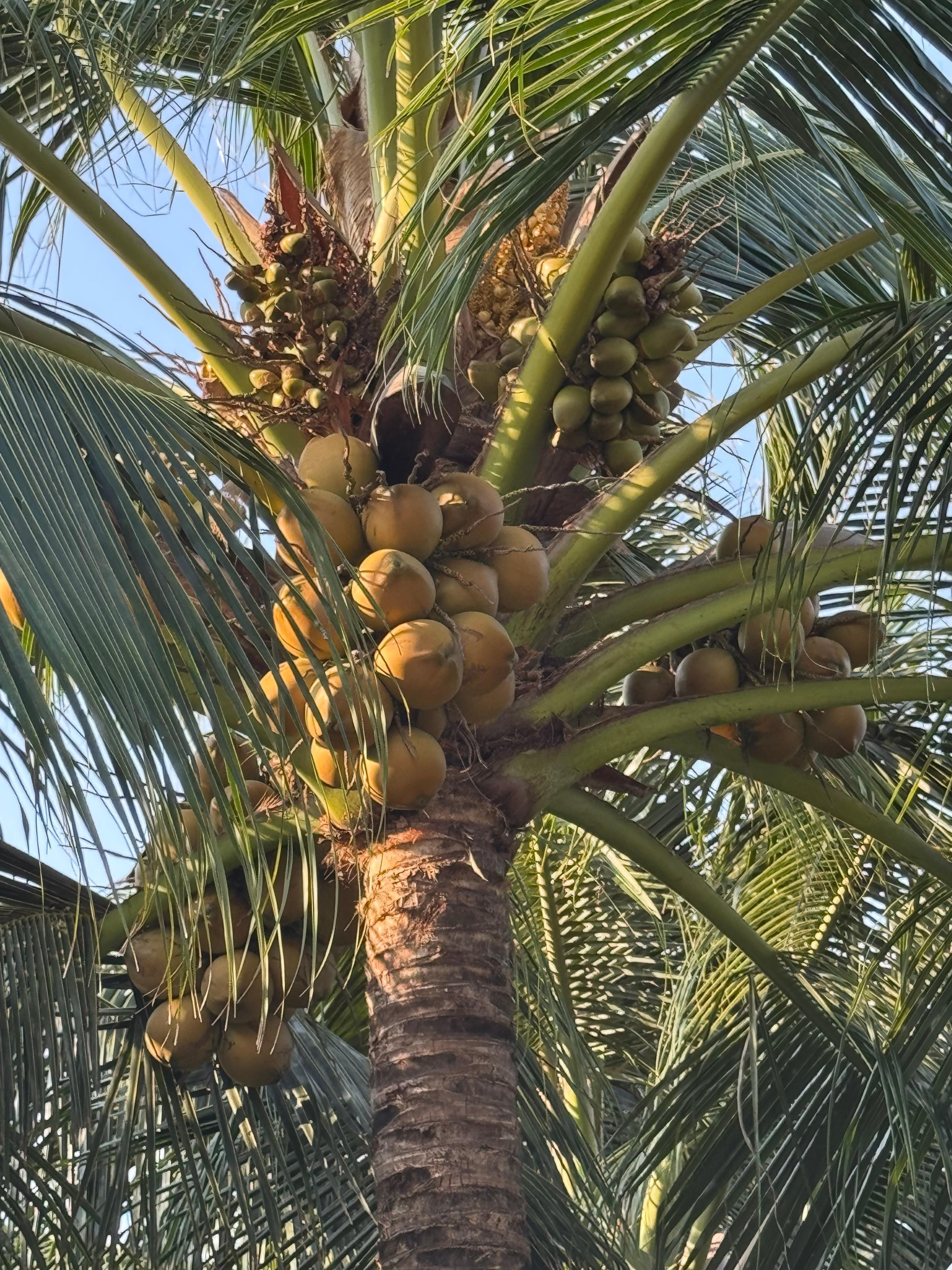 Just couldn’t get over this coconut tree at the villa