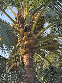 Just couldn’t get over this coconut tree at the villa