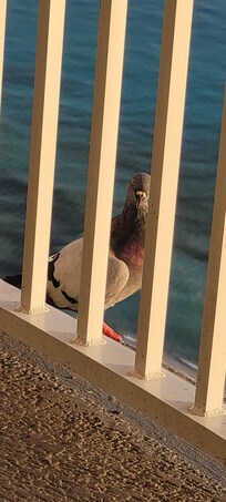 Evening greeting from the locals