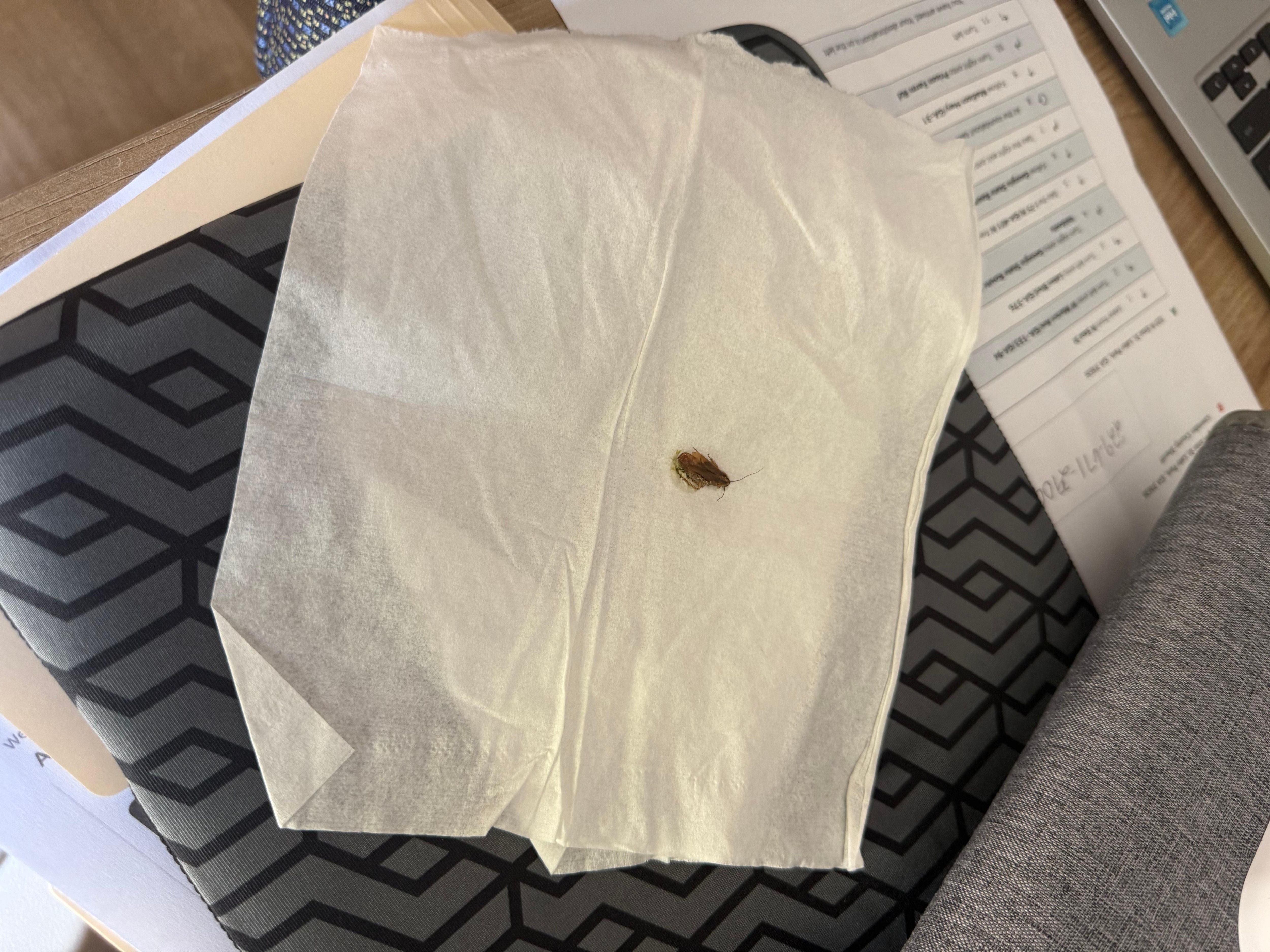 Roach