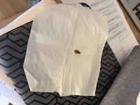 Roach
