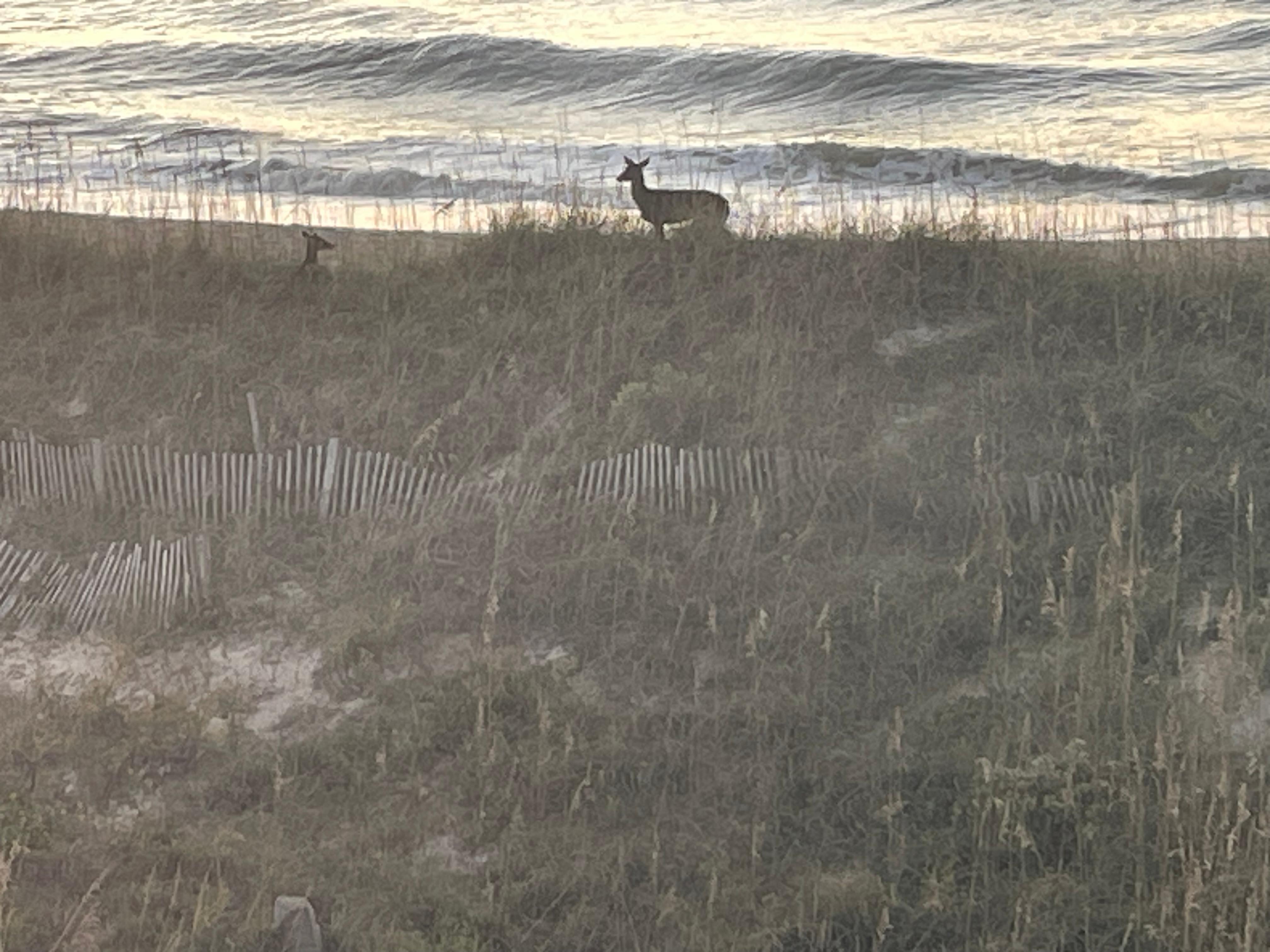 Every morning we got to watch two doe meander over the dunes and in the vegetation behind the pool. 